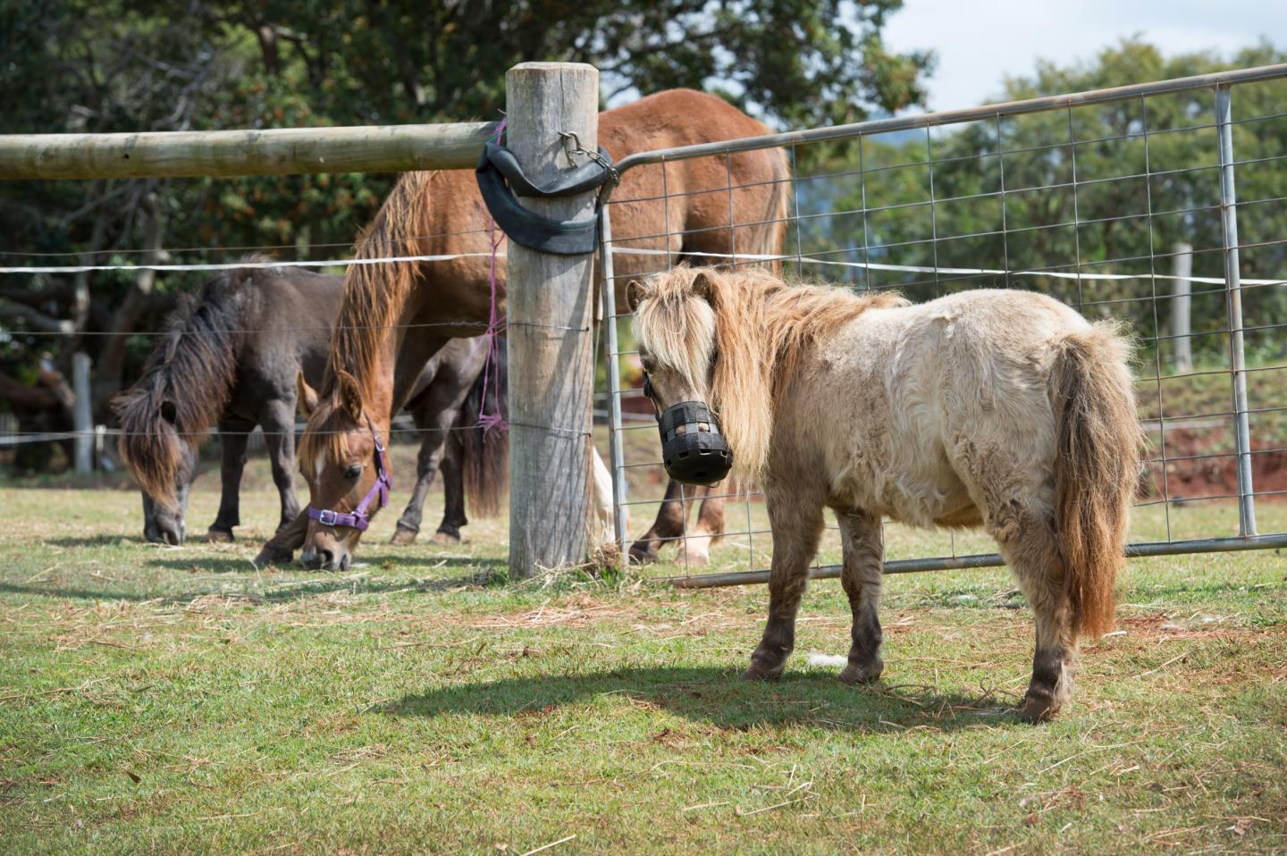 Hoof Help for Plump Ponies