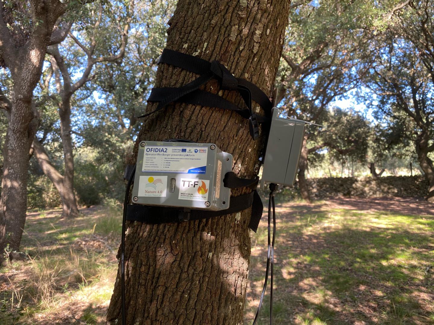 Pdf Forest Fire Detection Using Wireless Sensor Netwo 