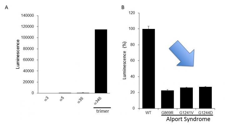 Evaluation of the Clinically Reported Mutation of the Alpha-5 Chain during Trimer Formation
