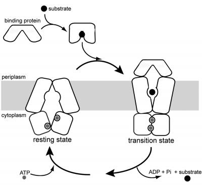 Bringing Nutrients into Cells