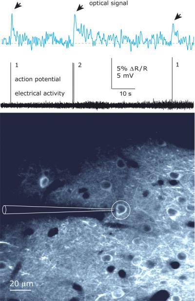 Action Potentials