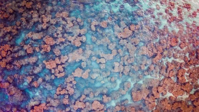 Drone Imagery of Coral Patches along Maunalua Bay, Oahu