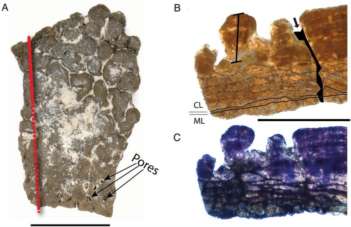 Fossil eggshell diversity of the Mussentuchit Member, Cedar Mountain Formation, Utah