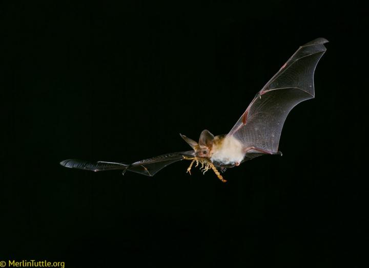 Sussex professor calls for sticky fly traps to be regulated, in effort to  protect rare bats : Broadcast: News items : University of Sussex