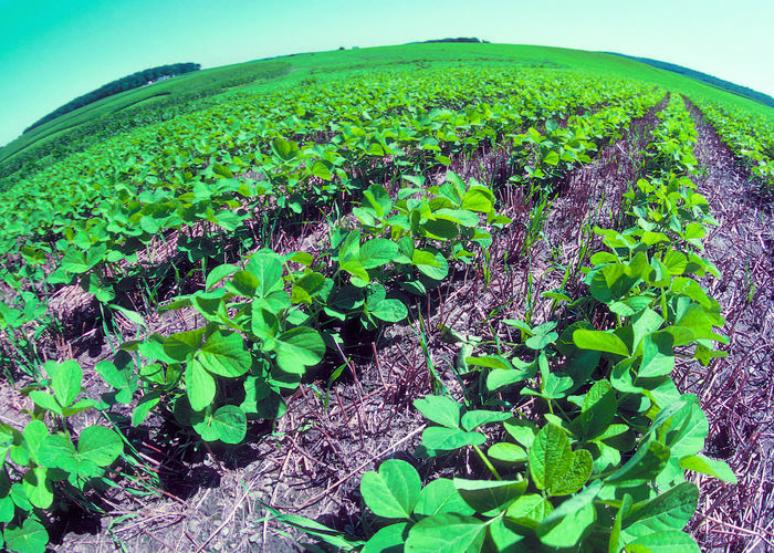 No till soybean field