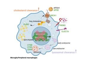 Microglia/Peripheral macrophages