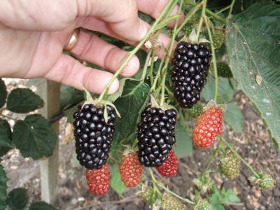 'Natchez' Thornless Blackberry