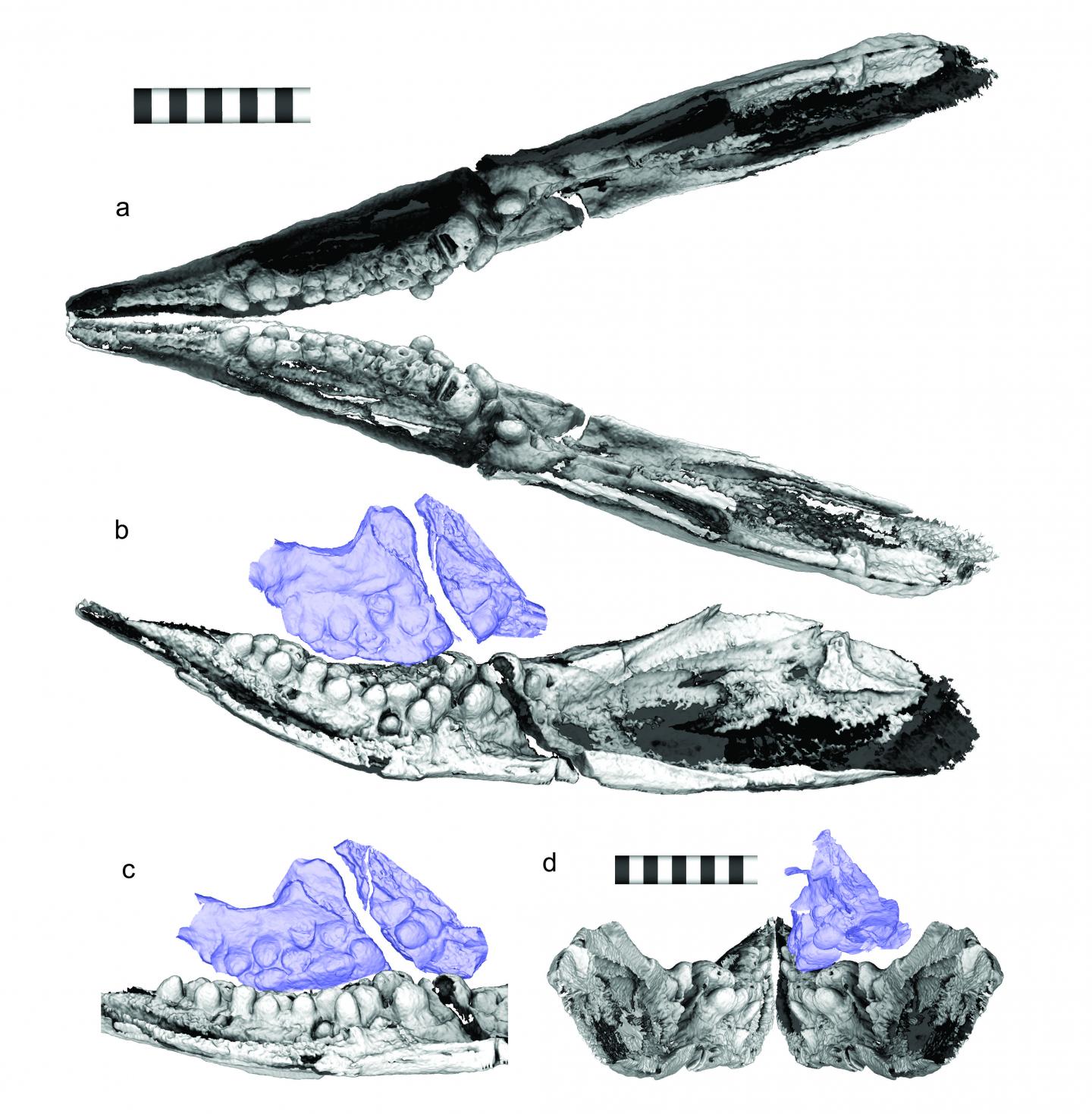 Cartorhynchus teeth