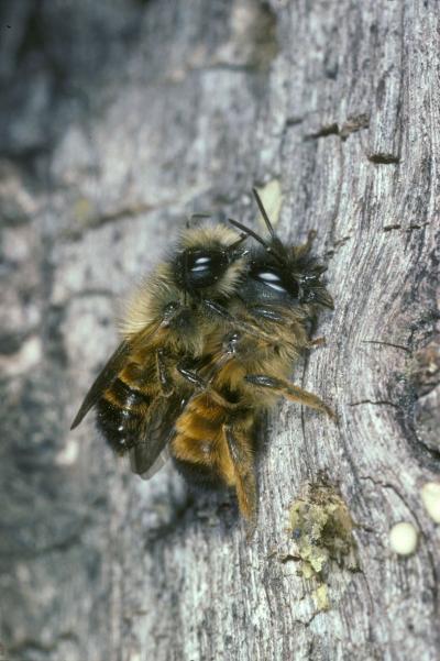 <I>Osmia bicornis</I>