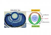 Zebrafish Lens