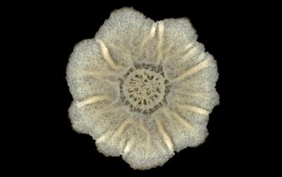 Beautiful <I>Bacillus subtilis</I> Colony