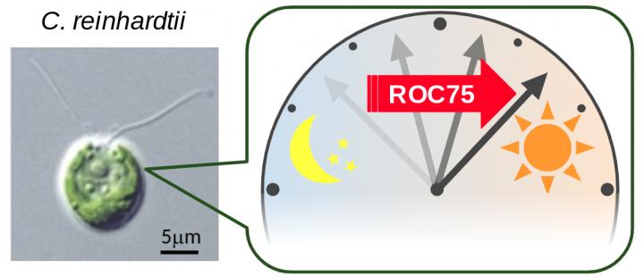 The ROC75 Gene