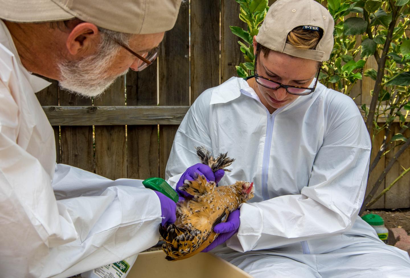 Researchers with Chicken