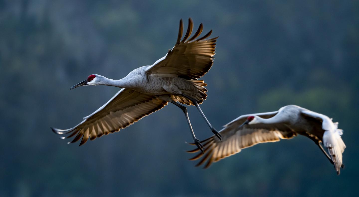 Research Team Outlines Plan For Taking Biodiversity's 'Vitals'