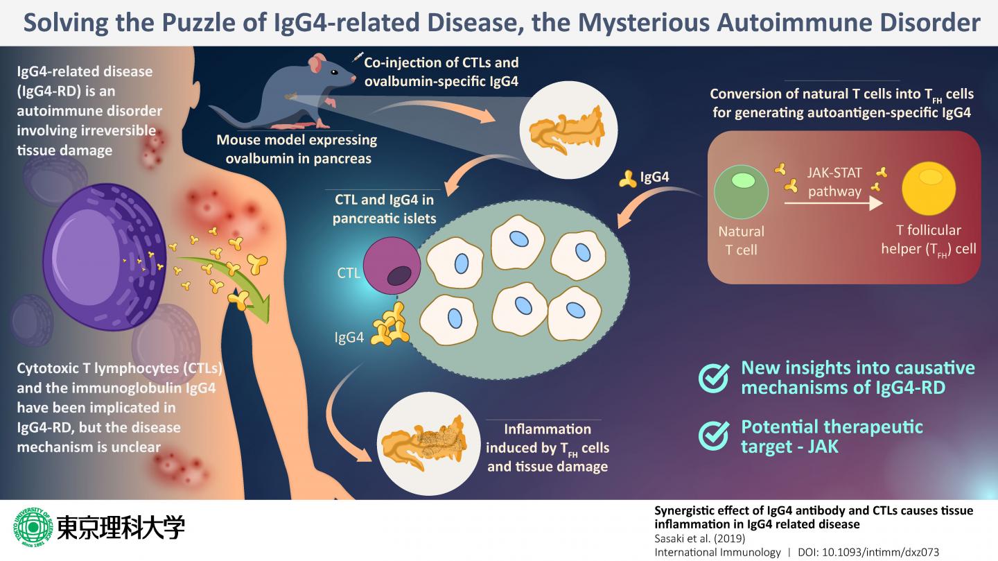 Solving The Puzzle Of Igg4 Related Disease T Eurekalert 5203