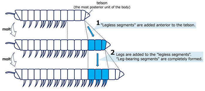 Law of anamorphosis.