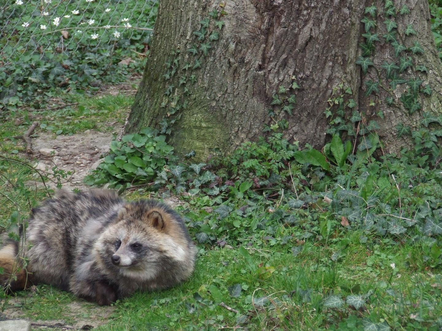 are raccoon dogs actually dogs