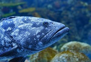 Malabar grouper header image