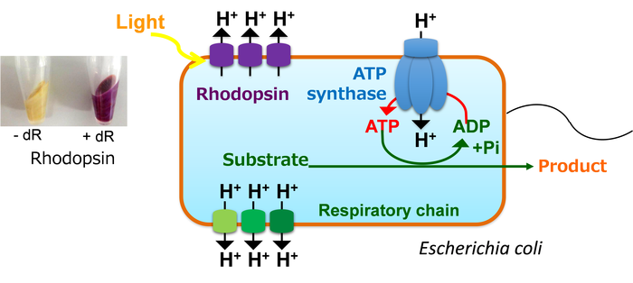 Fig.1 Light-powering acceleration of ATP-driven production of useful chemical in E. coli expressing rhodopsin.