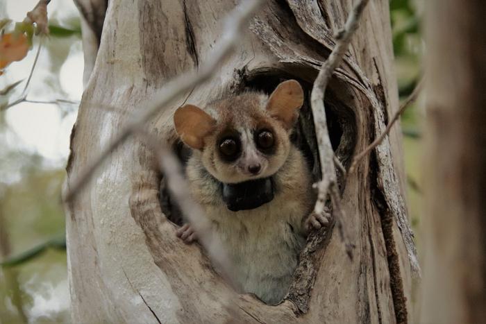 Grey mouse lemur