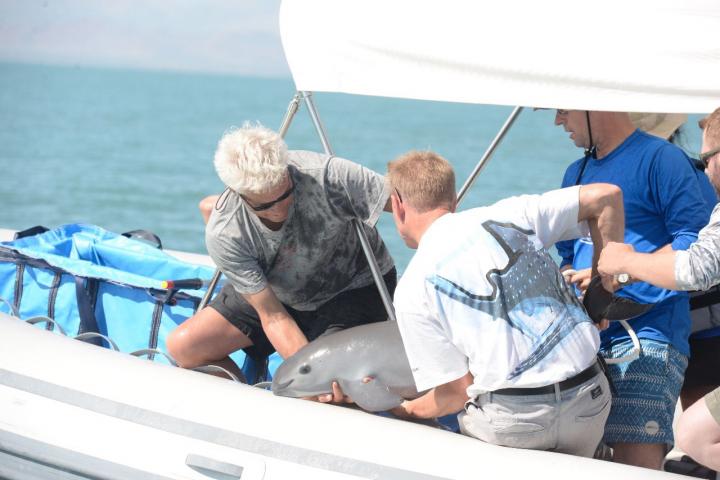 The First Rescue of a Vaquita Porpoise
