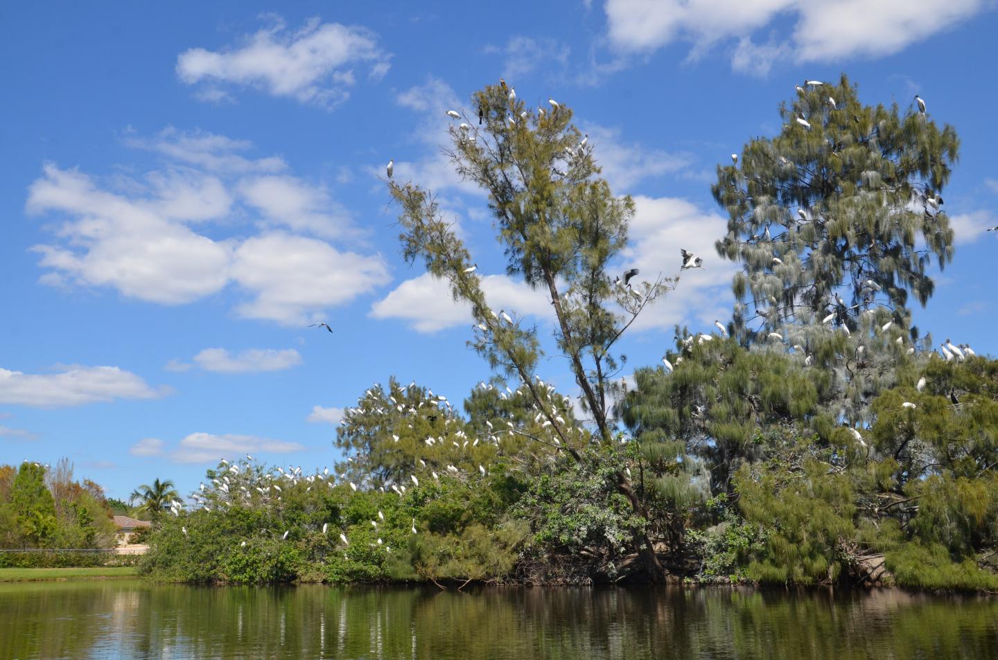 Urban Colony of Storks
