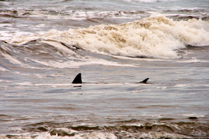 Shark fins right outside the beach