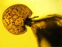 Ant parasite 3