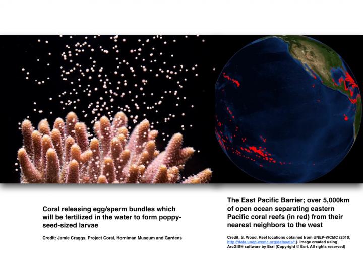 Coral Larvae Transport