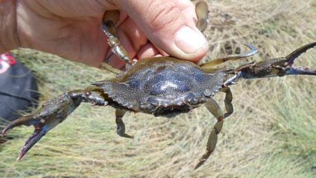 Blue Crab (<i>Callinectes Sapidus</i>)