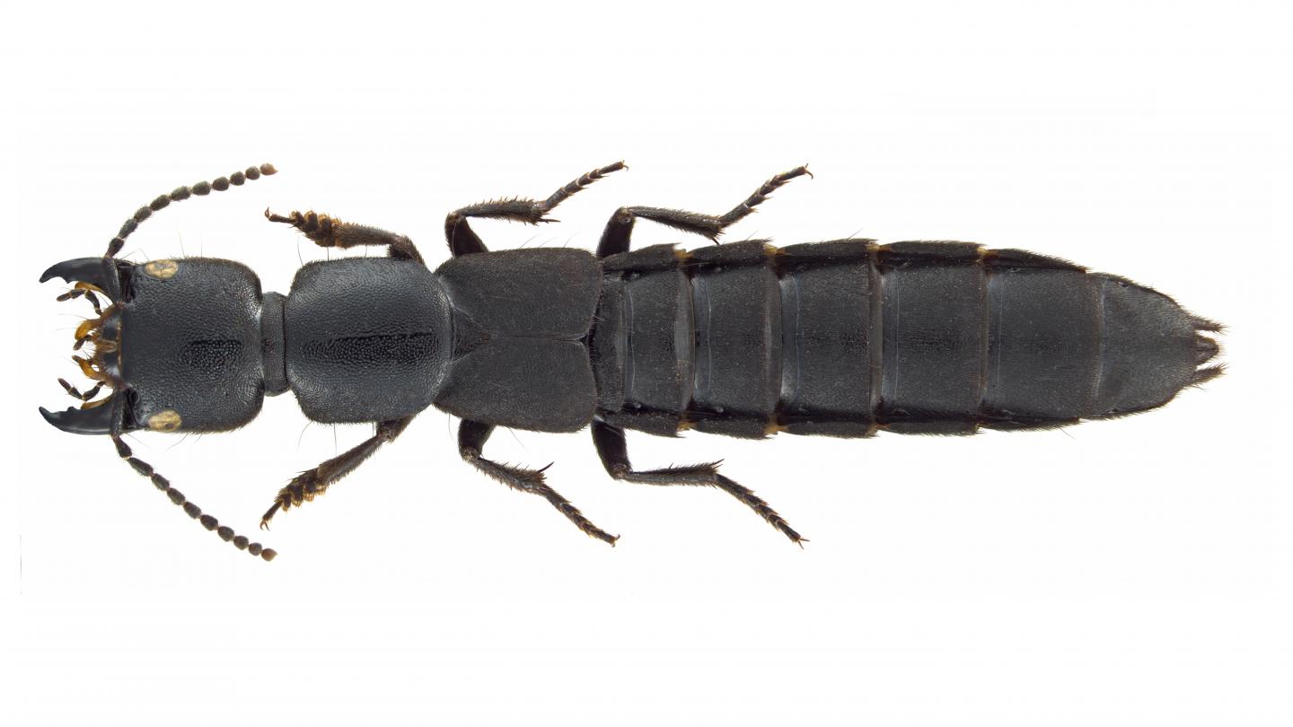 The Rove Beetle Species <i>Ocypus nitens</i>