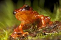 Critically Endangered Haitian Frog (3 of 3)