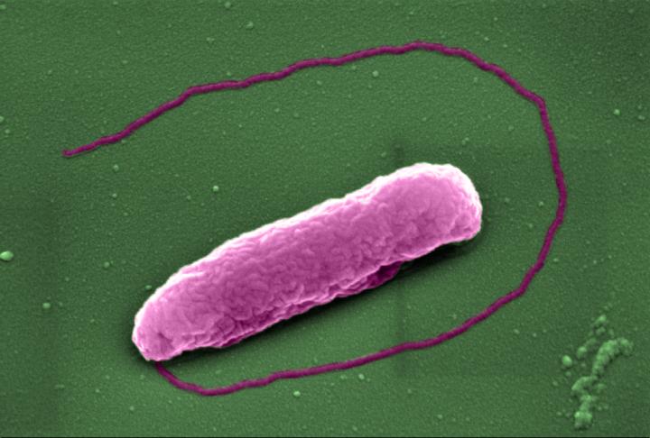 Bacteria 'popped' by antibiotic