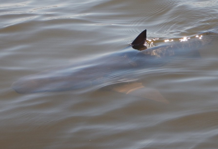 Florida's Indian River Lagoon Bull Sharks