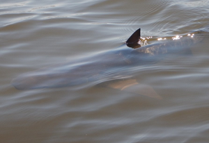 Florida's Indian River Lagoon Bull Sharks