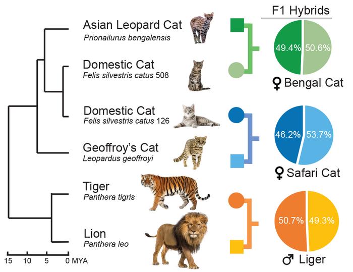 Feline genome