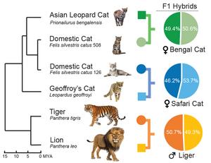 Feline genome