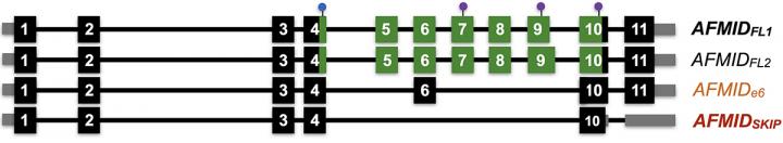 4 Versions of a Gene's Message