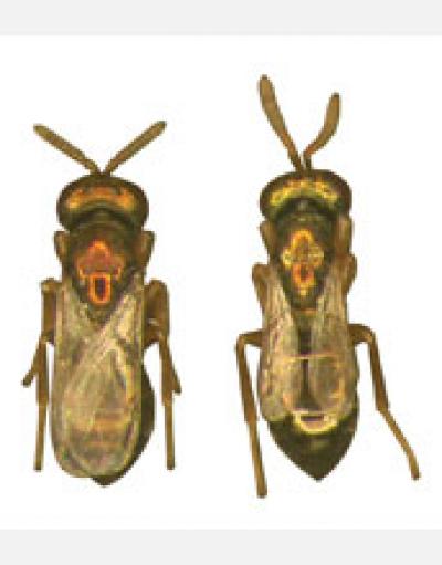 Wing Size Differences Between 2 <I>Nasonia</I> Wasp Species