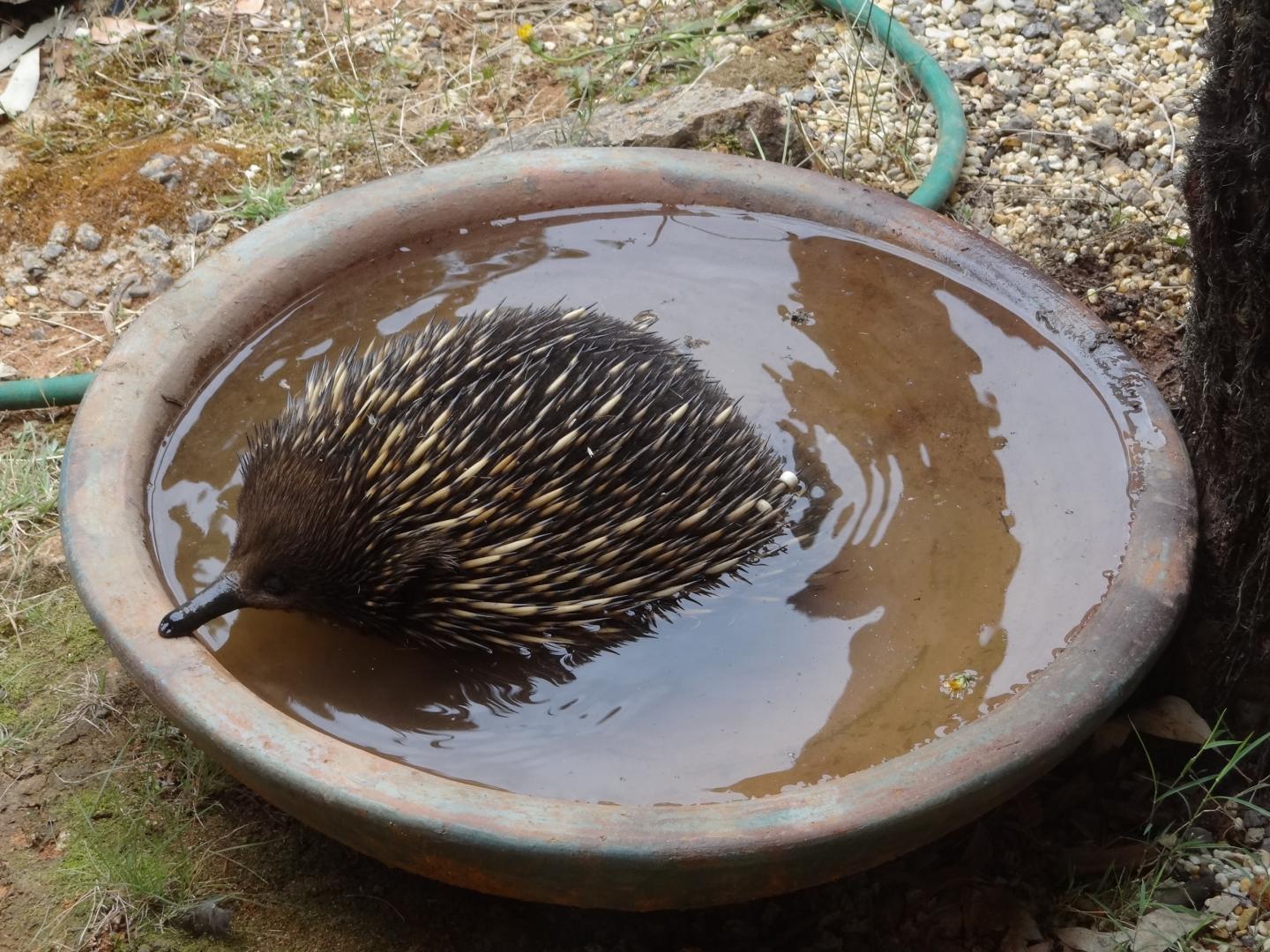 Genomes reveal insights into much-loved Aussie animals