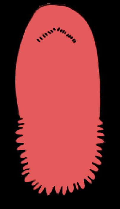 The V-shaped row and marginal papillae of the tongue were analyzed in this study