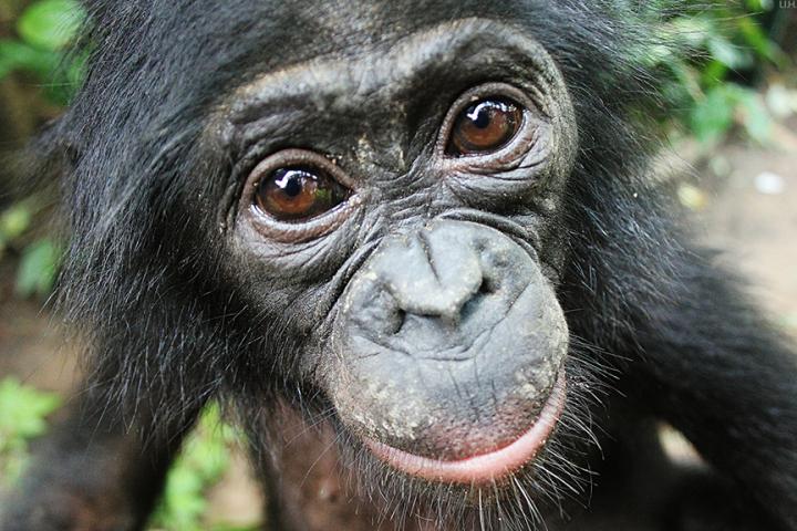 Bonobo