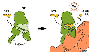 Activation of the actin-dependent toxin ExoY