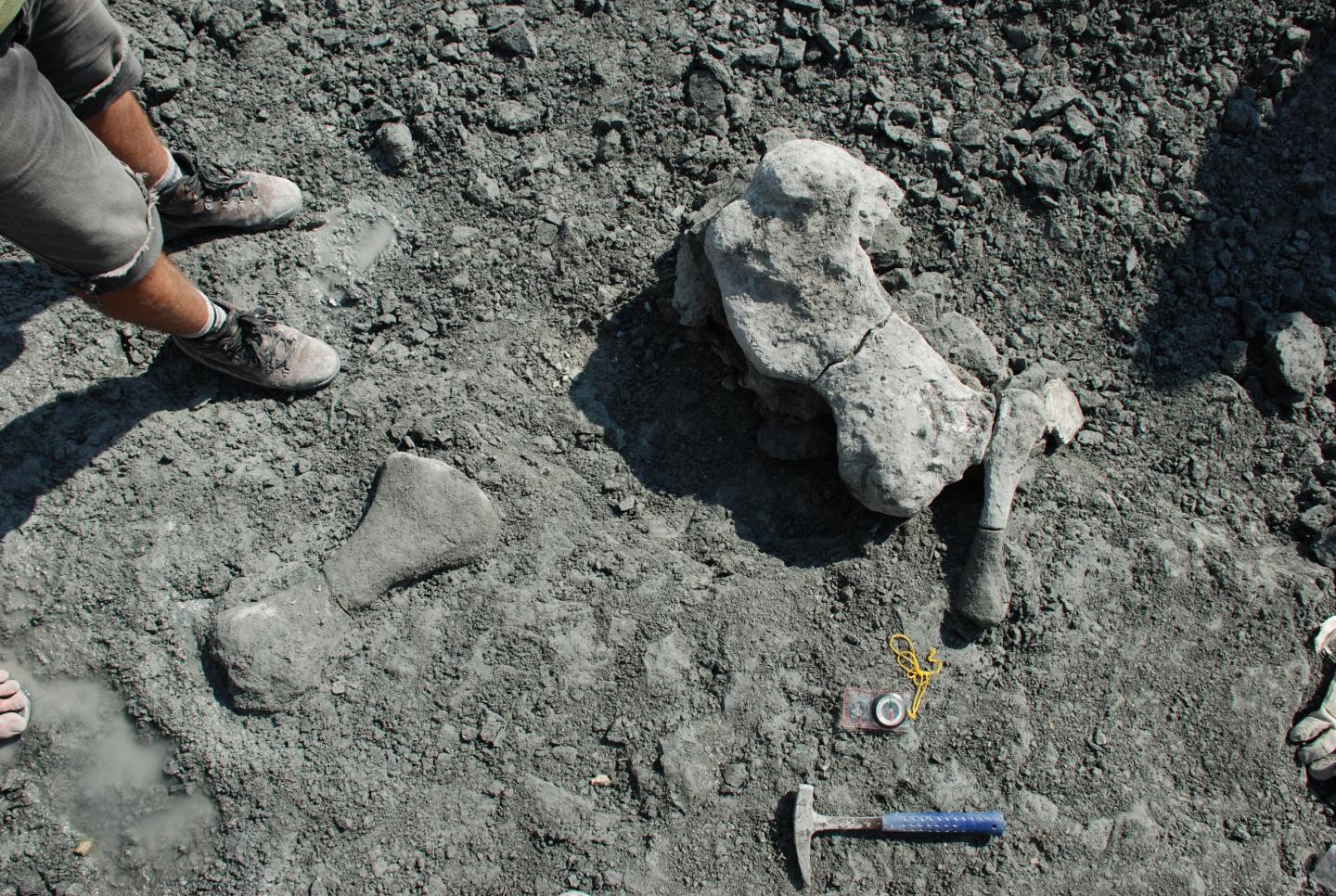 Limb Bones of Dicynodont