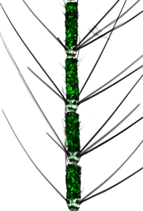 Mosquito antenna with fluorescently labeled olfactory neurons