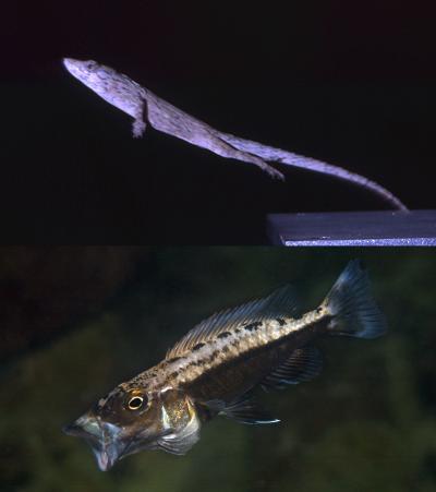Animal Performance [IMAGE] | EurekAlert! Science News Releases