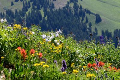 Climate Change Causes Complex Changes in Wildflower Blooms
