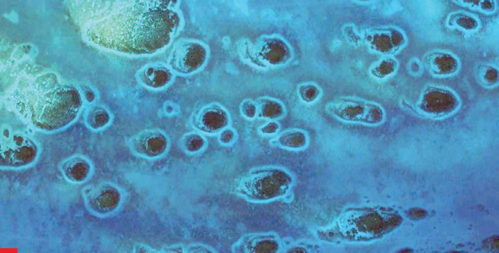 Halos surrounding coral reef