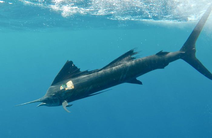 Tagged Sailfish