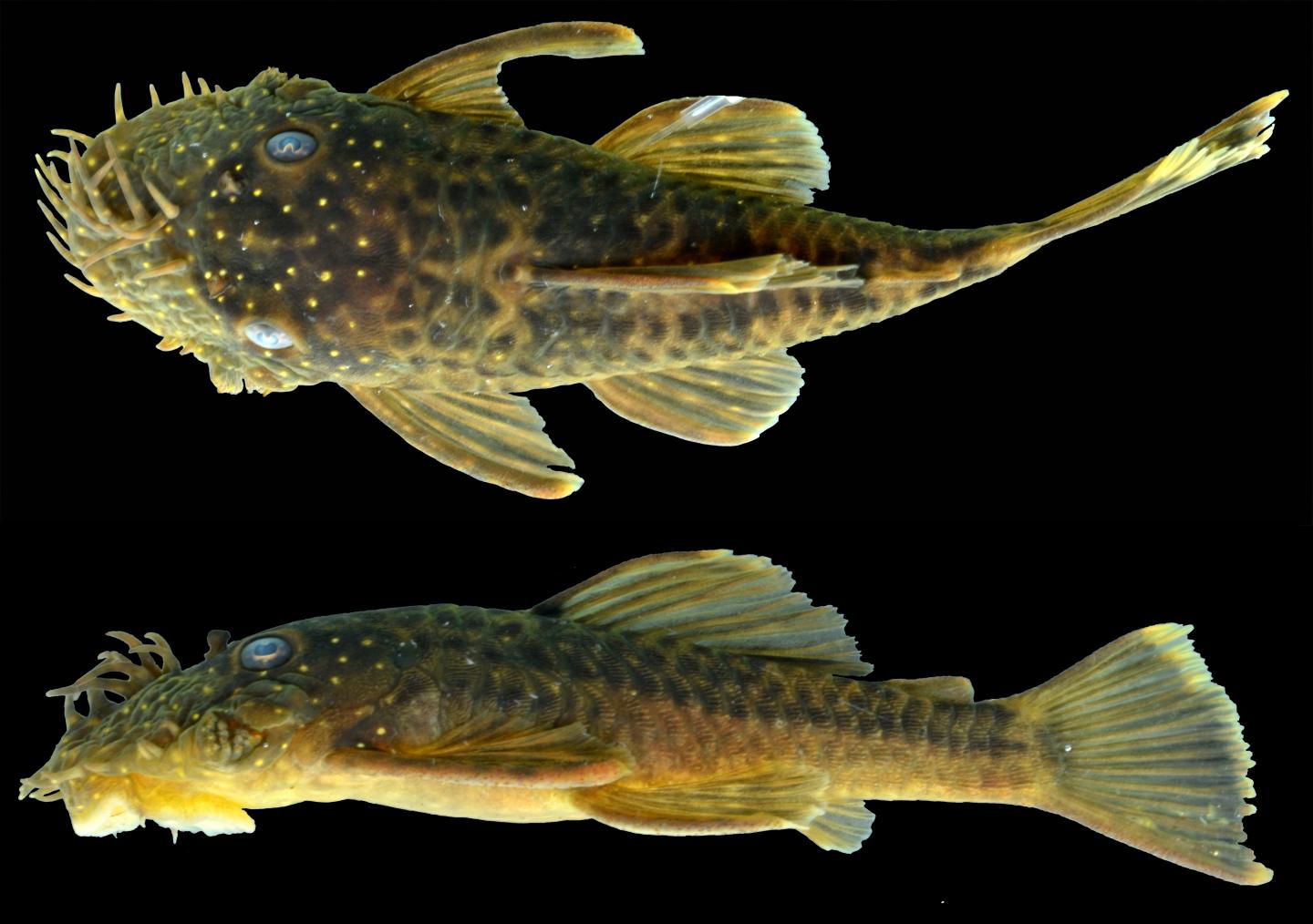 <em>Ancistrus kellerae</em>